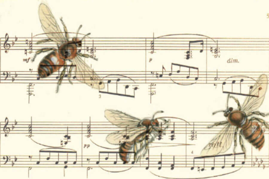 Voice Singing Lessons in Brooklyn